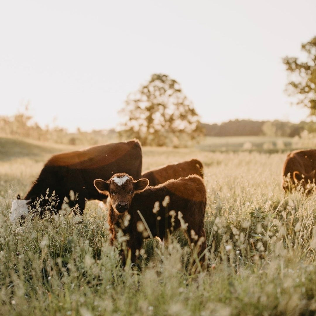 Tallow: The Ancient Skincare Secret for Modern Beauty